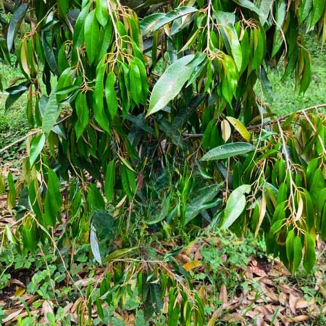 Cây phục hồi chậm